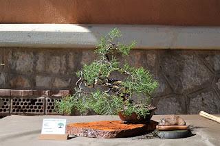 Exposicion en las fiestas del barri de Sant Pere 2017