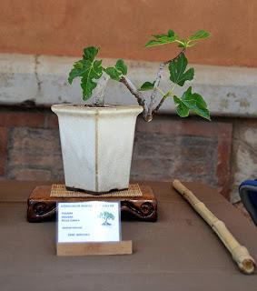 Exposicion en las fiestas del barri de Sant Pere 2017