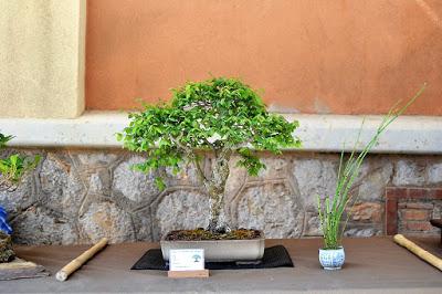 Exposicion en las fiestas del barri de Sant Pere 2017