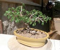 Exposicion en las fiestas del barri de Sant Pere 2017