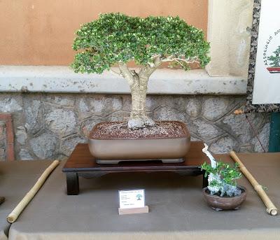 Exposicion en las fiestas del barri de Sant Pere 2017