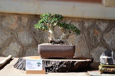 Exposicion en las fiestas del barri de Sant Pere 2017