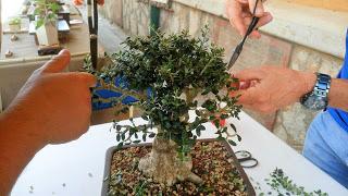 Exposicion en las fiestas del barri de Sant Pere 2017