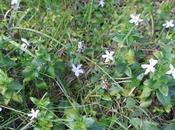 Alcandórea propiedades curativas