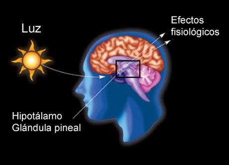 Las propiedades de la Melatonina Circadian_rhythm_Mod_03