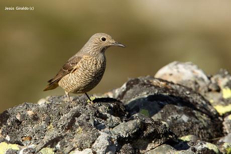 Roquero Rojo (Monticola saxatilis)