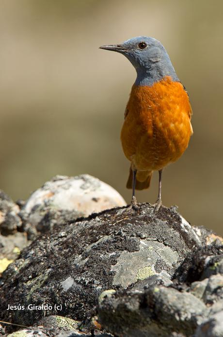 Roquero Rojo (Monticola saxatilis)