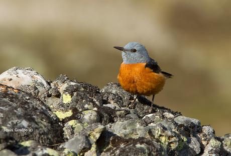 Roquero Rojo (Monticola saxatilis)