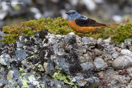 Roquero Rojo (Monticola saxatilis)