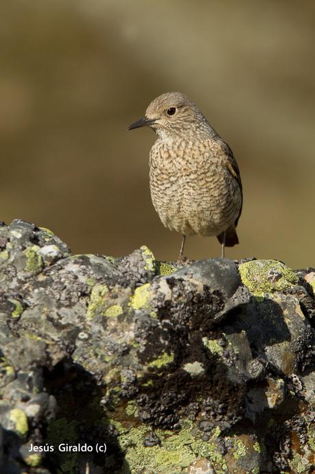 Roquero Rojo (Monticola saxatilis)