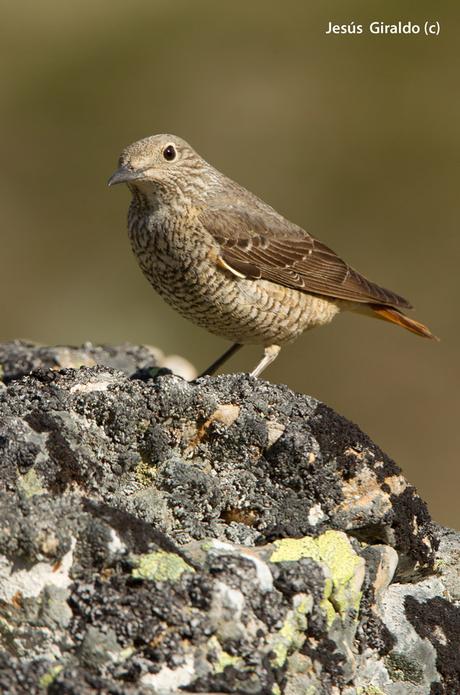 Roquero Rojo (Monticola saxatilis)