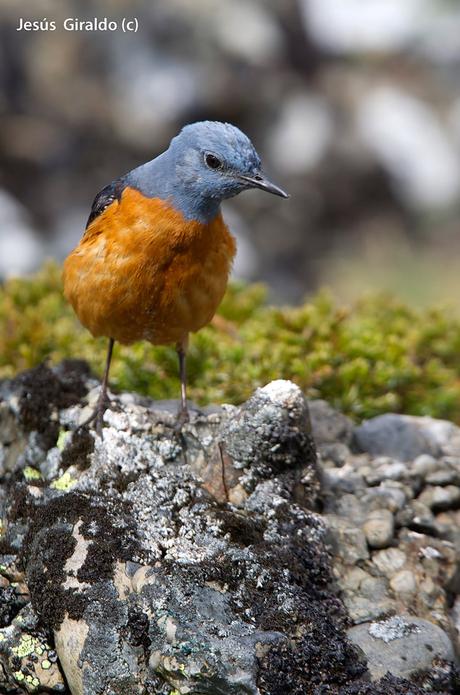 Roquero Rojo (Monticola saxatilis)