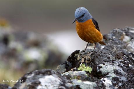 Roquero Rojo (Monticola saxatilis)