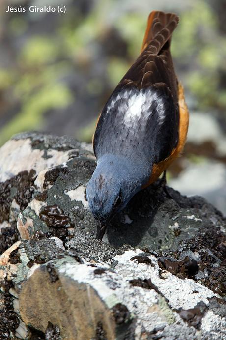 Roquero Rojo (Monticola saxatilis)