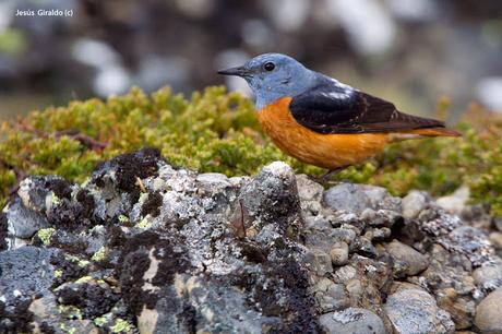 Roquero Rojo (Monticola saxatilis)