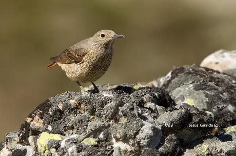 Roquero Rojo (Monticola saxatilis)