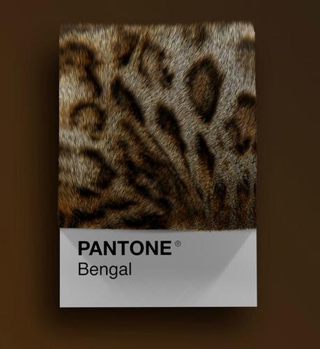 Las diferentes razas de gatos convertidas en colores Pantone