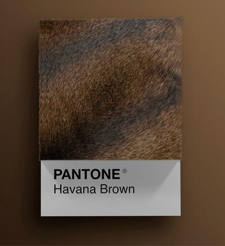 Las diferentes razas de gatos convertidas en colores Pantone