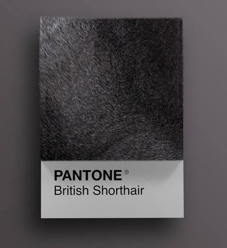 Las diferentes razas de gatos convertidas en colores Pantone