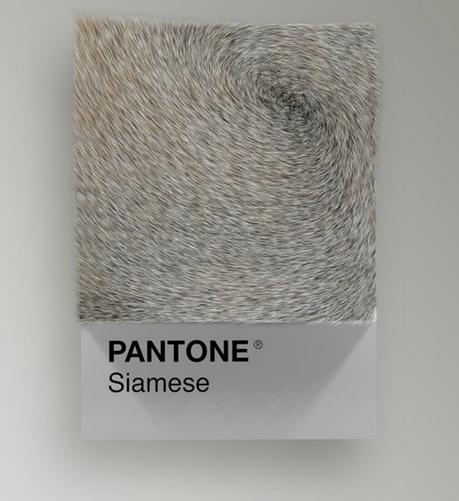Las diferentes razas de gatos convertidas en colores Pantone