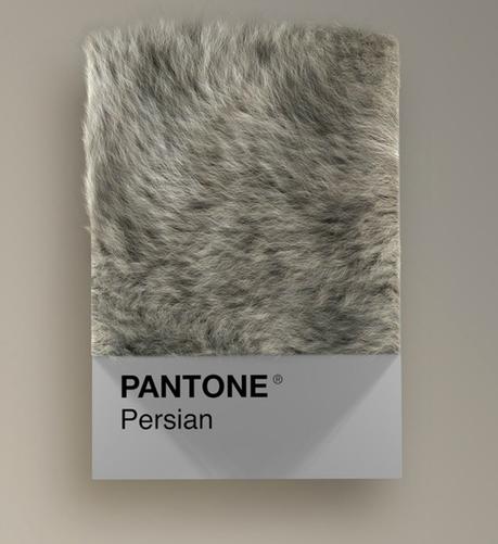 Las diferentes razas de gatos convertidas en colores Pantone