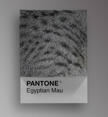 Las diferentes razas de gatos convertidas en colores Pantone