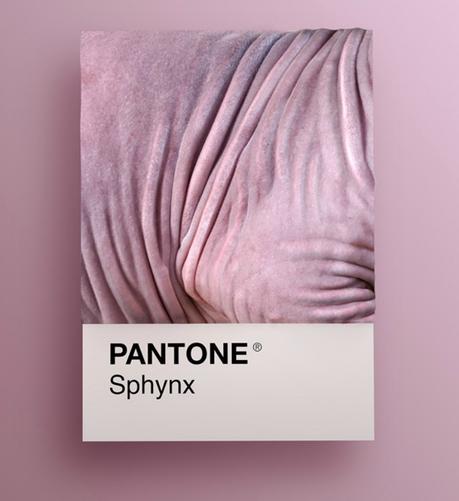 Las diferentes razas de gatos convertidas en colores Pantone