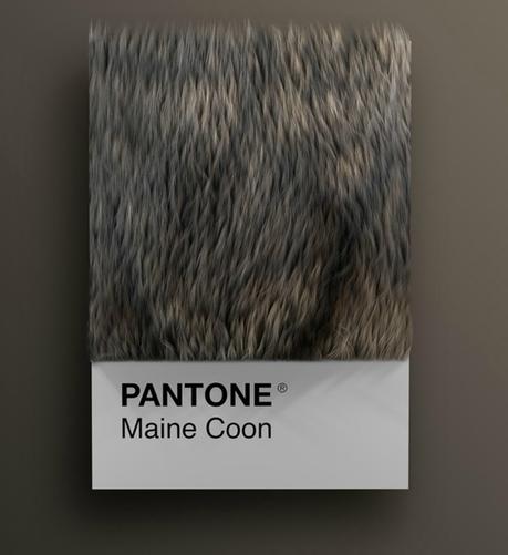 Las diferentes razas de gatos convertidas en colores Pantone