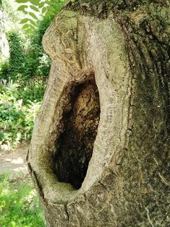 Hendidura en el tronco de un árbol.