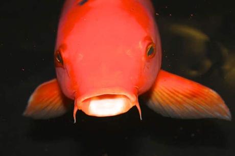 Los Atractivos Peces Koi. Sus Orígenes, Características Y Cómo Mantenerlos