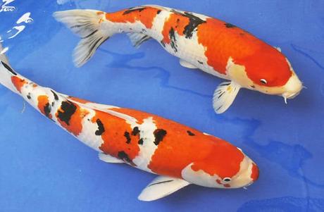 Características de los Peces Koi