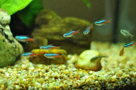 Peces Tetra, Mantenimiento Y Cuidados De Esta Atractiva Especie