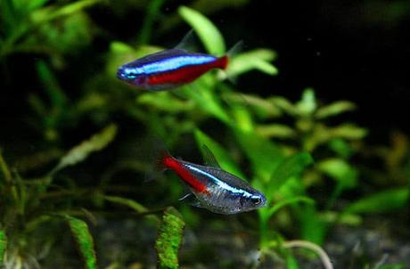 Peces Tetra, Mantenimiento Y Cuidados De Esta Atractiva Especie