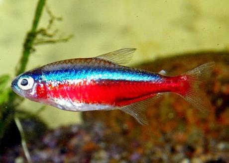 Peces Tetra, Mantenimiento Y Cuidados De Esta Atractiva Especie