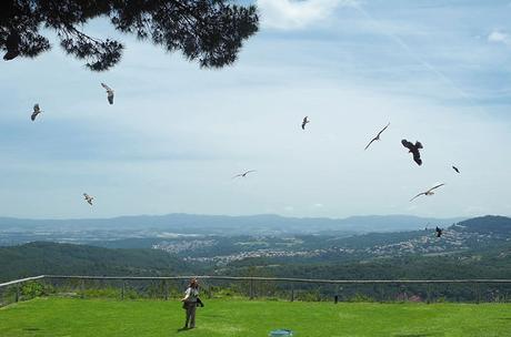 EL CIM D’ÁLIGUES, UNA ESCAPADA PARA VER VOLAR AVES RAPACES
