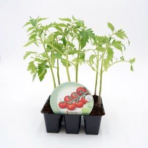 pack de plantel de tomate cherry redondo ecológico