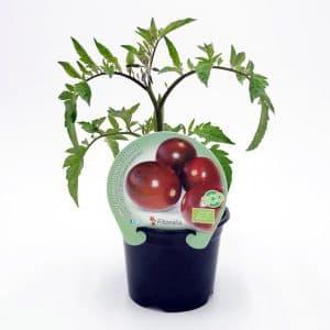 plantel de ecológico tomate cherry pera zebra en maceta 10,5cm