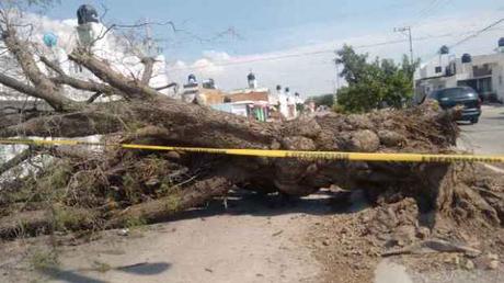 Árbol lleva dos días caído y PC de Soledad, ni sus luces