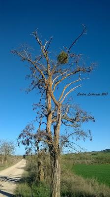 Un muérdago misterioso...