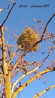 Un muérdago misterioso...