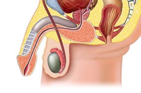 Causas del monorquismo: tener sólo un testículo