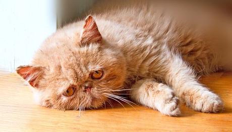 como podemos tratarla