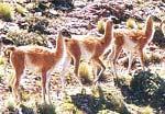 guanaco