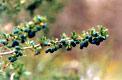 Flora y fauna de la patagonia