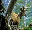 Flora y fauna de la patagonia