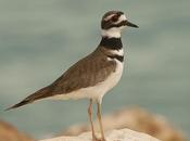 Fraile (Killdeer) Charadrius vociferus