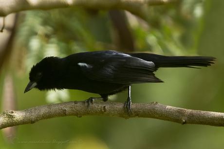 Frutero negro (White-lined Tanager) Tachyphonus rufus