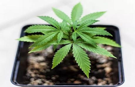 La marihuana puede aliviar las enfermedades hepáticas La marihuana puede aliviar las enfermedades hepáticas