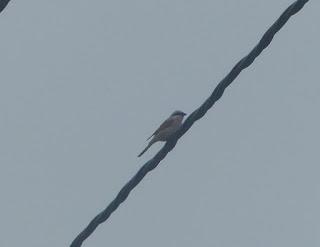 El de la migración extraña