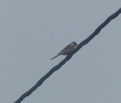 El de la migración extraña